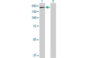 Western Blot analysis of PLCG2 expression in transfected 293T cell line by PLCG2 MaxPab polyclonal antibody. (Phospholipase C gamma 2 抗体  (AA 1-1265))