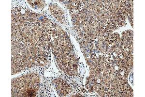 IHC analysis of SDE2 using anti-SDE2 antibody (ABIN7599603). (C1orf55 抗体  (AA 10-447))