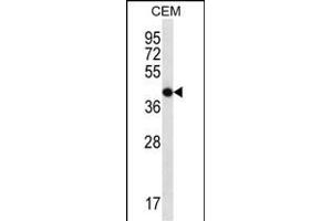 OR7G2 Antibody (C-term) (ABIN657257 and ABIN2846354) western blot analysis in CEM cell line lysates (35 μg/lane). (OR7G2 抗体  (C-Term))