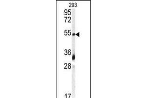 Western blot analysis of anti-GDF10 Antibody (N-term) (ABIN388813 and ABIN2839131) in 293 cell line lysates (35 μg/lane).