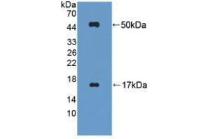 Western blot analysis of recombinant Mouse FGL2. (FGL2 抗体  (AA 20-432))