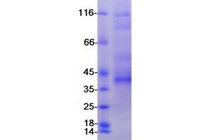Validation with Western Blot