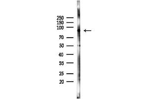 Western blot analysis of lysates from RAW264.