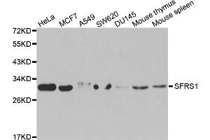 Western blot analysis of extracts of various cell lines, using SRSF1 antibody (ABIN5970815) at 1/1000 dilution. (SRSF1 抗体)