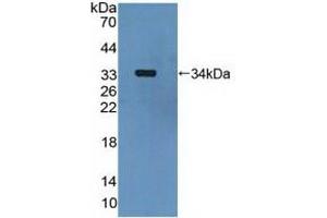 Western blot analysis of recombinant Human MAP2K6. (MAP2K6 抗体  (AA 46-306))