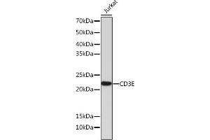Western blot analysis of extracts of Jurkat cells, using CD3E antibody (ABIN7266185) at 1:1000 dilution. (CD3 epsilon 抗体)