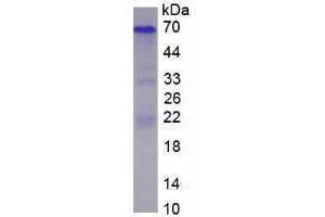 Image no. 1 for Secreted phosphoprotein 1 (SPP1) (AA 17-317) (Active) protein (His tag) (ABIN6239750)