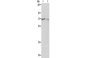 Western Blotting (WB) image for anti-Protein-tyrosine Phosphatase 1C (PTPN6) antibody (ABIN2422132) (SHP1 抗体)