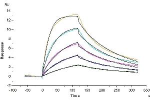 Human IL-5 R alpha, His Tag immobilized on CM5 Chip can bind Biotinylated Human IL-5, His-Avi Tag with an affinity constant of 7. (IL-5 Protein (AA 20-134) (His-Avi Tag,Biotin))