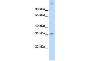 WB Suggested Anti-Vax1 Antibody Titration:  0. (VAX1 抗体  (Middle Region))