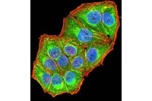 Immunofluorescence analysis of Hela cells using NAA10 mouse mAb (green). (NAA10 抗体  (AA 111-235))