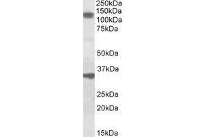 Image no. 1 for anti-Cell Division Cycle and Apoptosis Regulator 1 (CCAR1) (AA 901-912) antibody (ABIN466867) (CCAR1 抗体  (AA 901-912))