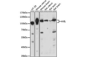 Western blot analysis of extracts of various cell lines, using AVIL antibody (ABIN7265508) at 1:1000 dilution. (Advillin 抗体  (AA 470-819))