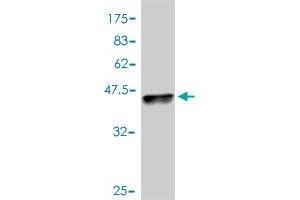 Western Blot detection against Immunogen (37.