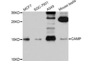 Western blot analysis of extracts of various cell lines, using CAMP Antibody (ABIN5970809) at 1/1000 dilution. (Cathelicidin 抗体)