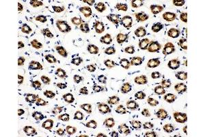 IHC-P: SDHC antibody testing of rat gastric tissue (SDHC 抗体  (N-Term))