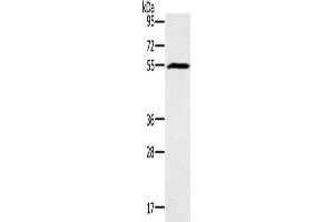 Western Blotting (WB) image for anti-Bone Morphogenetic Protein 6 (BMP6) antibody (ABIN2434349) (BMP6 抗体)