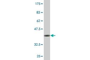 Western Blot detection against Immunogen (36. (EXOSC4 抗体  (AA 1-100))