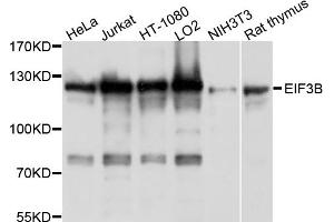 Western blot analysis of extracts of various cell lines, using EIF3B antibody (ABIN4903561) at 1:1000 dilution. (EIF3B 抗体)