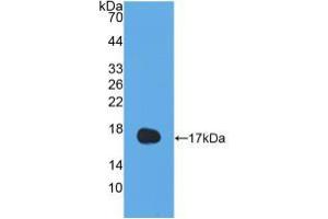 Western blot analysis of recombinant Human IL13. (IL-13 抗体  (AA 25-146))