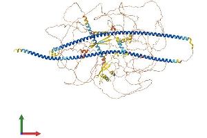 AlphaFold protein structure predicition of Mouse Recombinant Synm Protein, UniprotID Q70IV5 (SYNM Protein (AA 1-1561) (His tag))