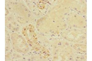 Immunohistochemistry of paraffin-embedded human kidney tissue using ABIN7149052 at dilution of 1:100 (CRIP1 抗体  (AA 1-77))
