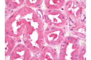 Anti-4E-BP2 / EIF4EBP2 antibody IHC staining of human kidney.