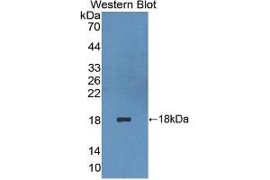 Western Blotting (WB) image for anti-Platelet/endothelial Cell Adhesion Molecule (PECAM1) (AA 199-287) antibody (ABIN3201382) (CD31 抗体  (AA 199-287))