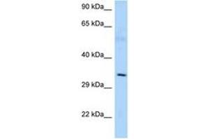 Image no. 1 for anti-Adenosylmethionine Decarboxylase 1 (AMD1) (AA 242-291) antibody (ABIN6748277) (AMD1 抗体  (AA 242-291))