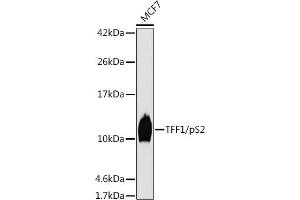 Western blot analysis of extracts of MCF7 cells, using TFF1/pS2 antibody (ABIN7270972) at 1:1000 dilution. (TFF1 抗体  (pSer2))
