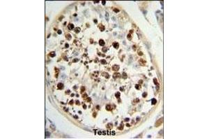 C13orf3 Antibody (Center) (ABIN652928 and ABIN2842594) IHC analysis in formalin fixed and paraffin embedded human testis tissue followed by peroxidase conjugation of the secondary antibody and DAB staining. (SKA3 抗体  (AA 226-253))