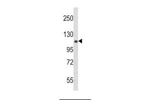 Western blot analysis of PERK Antibody (N-term ) (ABIN392617 and ABIN2842134) in 293 cell line lysates (35 μg/lane). (PERK 抗体  (N-Term))