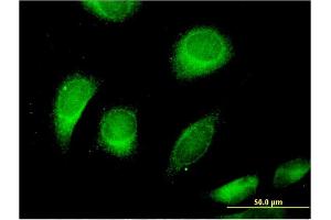 Immunofluorescence (IF) image for anti-Chloride Channel, Voltage-Sensitive 6 (CLCN6) (AA 770-868) antibody (ABIN514446)