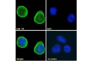 ABIN184605 Immunofluorescence analysis of paraformaldehyde fixed Jurkat cells, permeabilized with 0. (ITK 抗体  (C-Term))