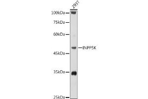 Western blot analysis of extracts of 293T cells, using INPP5K antibody (ABIN6132112, ABIN6142473, ABIN6142474 and ABIN6223771) at 1:1000 dilution. (INPP5K 抗体  (AA 149-448))