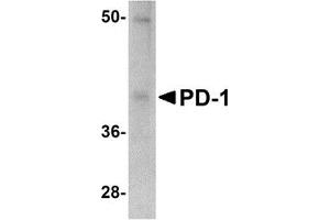 Western Blotting (WB) image for anti-Programmed Cell Death 1 (PDCD1) antibody (ABIN1031790) (PD-1 抗体)