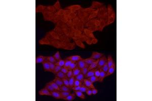 Immunofluorescence analysis of HeLa cells using FHL3 Rabbit pAb  at dilution of 1:100 (40x lens). (FHL3 抗体  (AA 1-280))