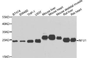 Western blot analysis of extracts of various cell lines, using NFU1 antibody (ABIN5975479) at 1/1000 dilution. (NFU1 抗体)
