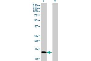 Western Blot analysis of SNCG expression in transfected 293T cell line by SNCG MaxPab polyclonal antibody. (SNCG 抗体  (AA 1-127))