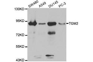 Western blot analysis of extracts of various cell lines, using TGM2 antibody. (Transglutaminase 2 抗体)
