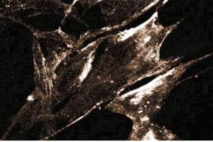 Immunoflurorescence staining of FHs cells (Normal human fetal lung fibroblasts, ATCC HTB-157). (Caveolin 2 抗体  (AA 42-162))