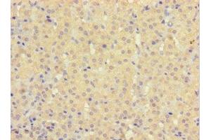 Immunohistochemistry of paraffin-embedded human adrenal gland tissue using ABIN7154959 at dilution of 1:100 (HEBP2 抗体  (AA 2-205))