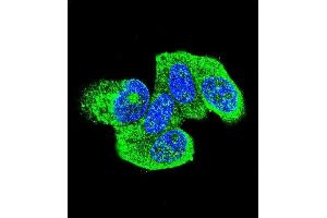 Confocal immunofluorescent analysis of HRAS Antibody (C-term) (ABIN655622 and ABIN2845102) with MCF-7 cell followed by Alexa Fluor 488-conjugated goat anti-rabbit lgG (green). (HRAS 抗体  (C-Term))