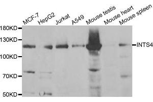 Western blot analysis of extracts of various cell lines, using INTS4 antibody (ABIN5973752) at 1/1000 dilution. (INTS4 抗体)