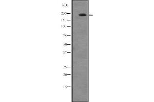 Western blot analysis of ATRN expression in A549 cell line lysates ,The lane on the left is treated with the antigen-specific peptide. (Attractin 抗体  (N-Term))