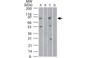 Western bot analysis of Tlr11 in mouse testis lysate in A) the absence and B) presence of blocking peptide and rat testis lysate in C) the absence and D) presence of blocking peptide using Tlr11 polyclonal antibody  at 3 ug/mL . (TLR11 抗体  (AA 900-950))