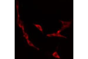 ABIN6274479 staining 293 cells by IF/ICC. (IP6K3 抗体  (Internal Region))