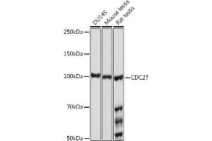 Western blot analysis of extracts of various cell lines, using CDC27 Rabbit mAb (ABIN1682927, ABIN3017715, ABIN3017716 and ABIN7101522) at 1:1000 dilution.