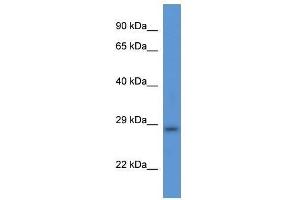 Western Blot showing Tmem33 antibody used at a concentration of 1. (TMEM33 抗体  (Middle Region))
