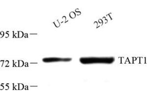 Western blot analysis of TAPT1 (ABIN7075986),at dilution of 1: 2000 (TAPT1 抗体)